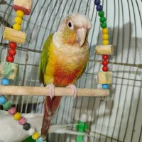 طوطی گرینچیک و عروس هلندی البینو|پرنده|گلزار, |دیوار