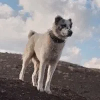 سگ گله ای|سگ|سربیشه, |دیوار