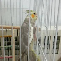 جوجه عروس