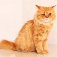 گربه گارفیلد پیدا شده