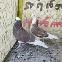 کبوتر پرشی|پرنده|نقده, |دیوار