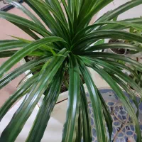 گل طبیعی پاندانوس|گل و گیاه طبیعی|دوگنبدان, |دیوار