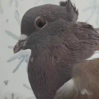 کفتر سرخ|پرنده|فولادشهر, مسکن مهر فولادشهر|دیوار