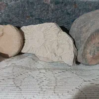 سنگ های فسیلی