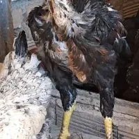 خروس لاری