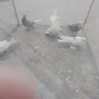 کبوتر فروشی|پرنده|میانه, |دیوار