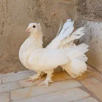 کبوتر زینتی درجه یک
