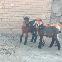 بره و بیگ نر.بیگ ماده|حیوانات مزرعه|مسجد سلیمان, |دیوار