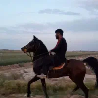 اسب نریان کهرسه نشان
