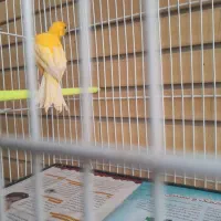 قناری|پرنده|مشهد, استاد یوسفی (شهرک غرب)|دیوار