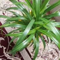 گل پاندوس پر از پاجوش