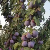 الو حسنی