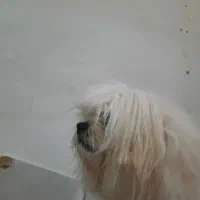 شیتزو|سگ|رامیان, |دیوار