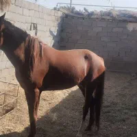 اسب عرب|اسب و تجهیزات اسبسواری|گنبکی, |دیوار