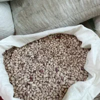 لوبیا چیتی