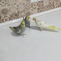 سه جوجه عروس هلندی فروشی