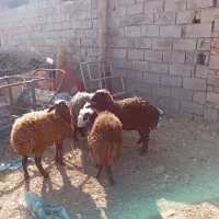 بره ماده خرج خور