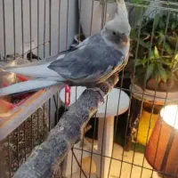 عروس هلندی|پرنده|سنندج, |دیوار