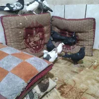 کفتر