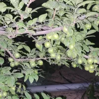 باغچه-حصارشالپوش