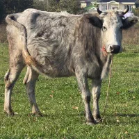 گاو ۶/۵ ماه شکمدار (با برگه معاینه) جوان