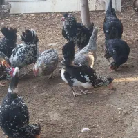 فروش تخم نطفه دار گلین|حیوانات مزرعه|اسلام‌شهر, شاطره|دیوار