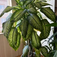 فروش گیاه دیفن باخیا بزرگ و پربرگ