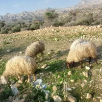 ۵ راس میش ترکی|حیوانات مزرعه|جم, |دیوار