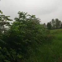 سمپاشی علفهای هرز باغات با دستگاه اتوماتیک برقی|خدمات باغبانی و درختکاری|فومن, |دیوار