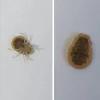 سمپاشی تخصصی منزل سم پاشی تضمینی سوسک مورچه کنه|خدمات نظافت|شیراز, کلاهدوز|دیوار