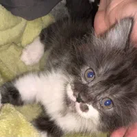 بچه گربه نر