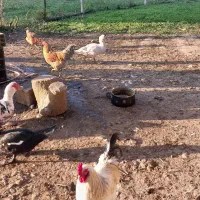 خروس گلین لری و مرندی و محلی و انواع دیگر|حیوانات مزرعه|لاهیجان, لفمجان|دیوار