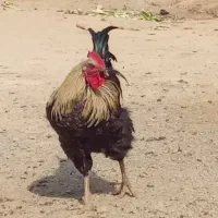 خروس فروشی جوان