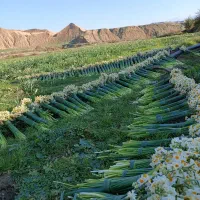 پخش عمده گل نرگس به شهرستان|گل و گیاه طبیعی|شیراز, کاراندیش|دیوار
