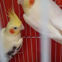 طوطی عروس نر وماده همراه بچه ها