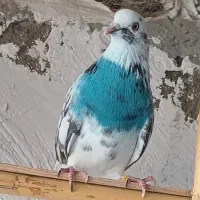 کبوتر پرشی|پرنده|گرگان, |دیوار