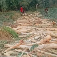 شرکت خرید درخت مورت واکالبتوس