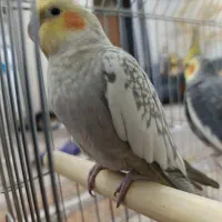 عروس هلندی نر  ماده اهلی