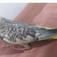 طوطی|پرنده|رستمآباد, |دیوار