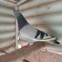 تعداد۲۰تاکفترخوب سالم