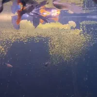 ماهی گوپی آکواریوم