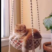 جای خواب و استراحت گربه و سگ های کوچک