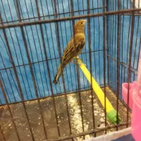 قناری نر و ماده