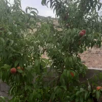 چهار حبه ملک  احمد آباد خیاری دهج|فروش زمین و ملک کلنگی|دهج, |دیوار