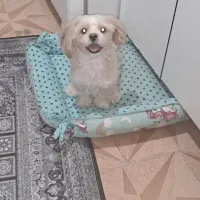 سگ شیتزو فلت|سگ|مشهد, یاس|دیوار