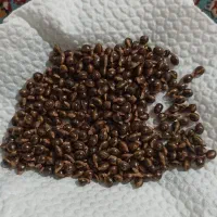 بذر آکاسیا ویکتوریا