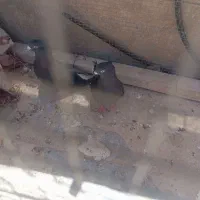 جفت سیاه دم سفید