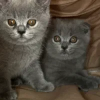 کربه اسکاتیش فولد زیبا