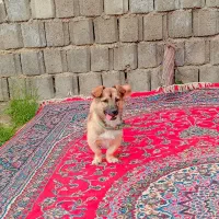 سگ دم کوتاه
