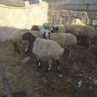 میش دوبهر عراقی